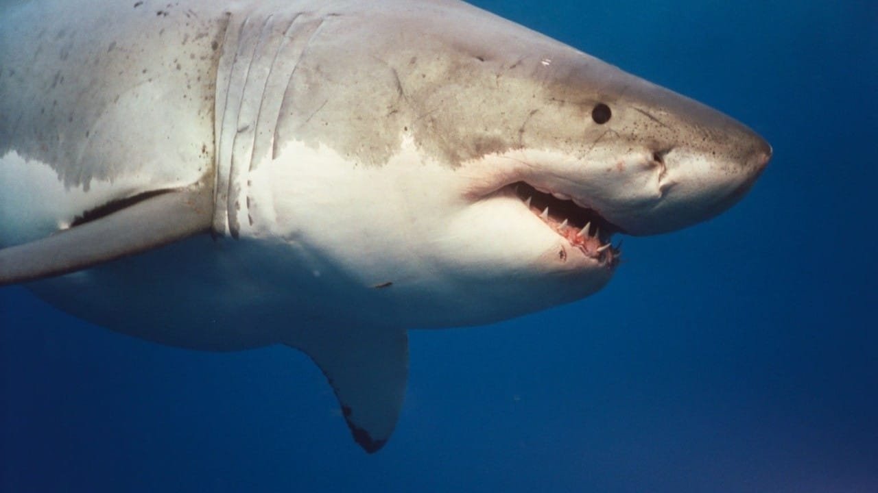 Sharkwater Collection background